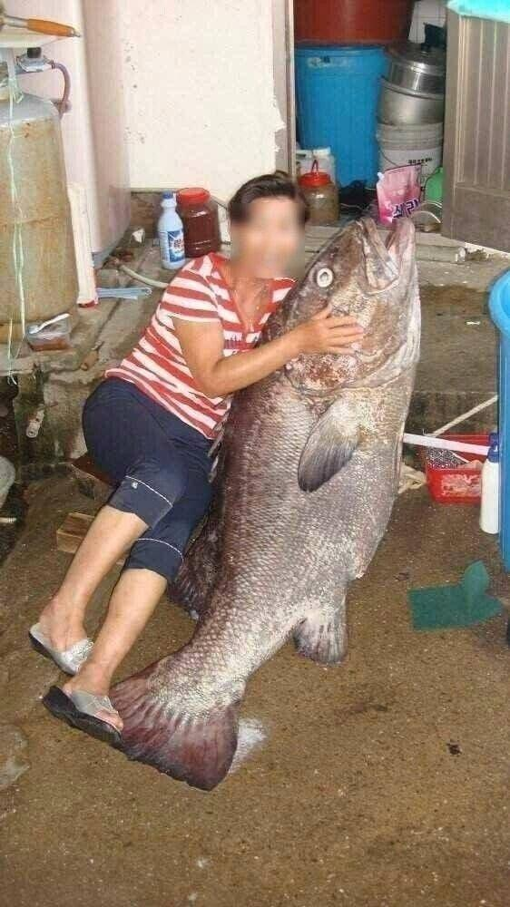 역대급 대물 큰돔