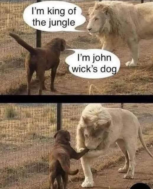 난 정글의 왕이다