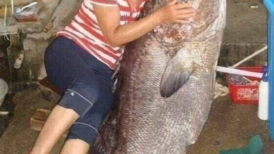 역대급 대물 큰돔