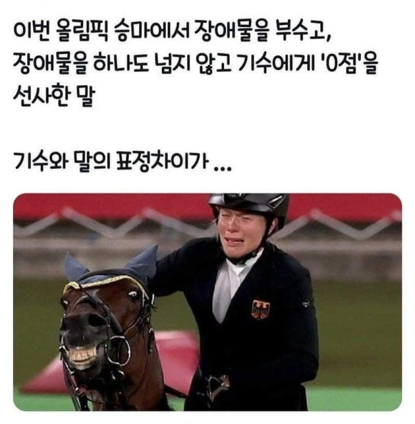 올림픽 승마대회에서 생긴 일