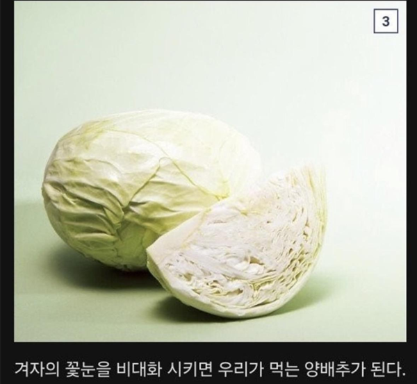 식물계의 명태로 불리우는 어느 식물