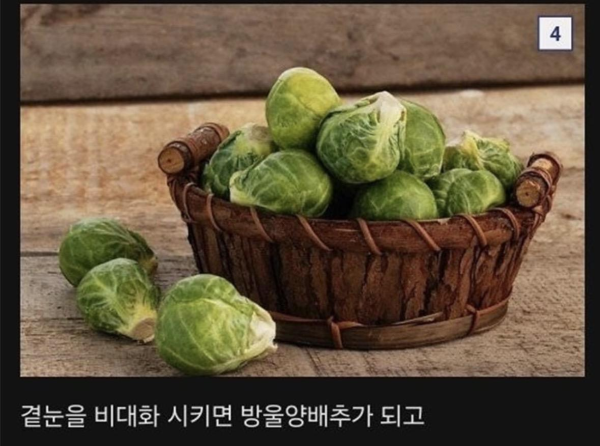 식물계의 명태로 불리우는 어느 식물