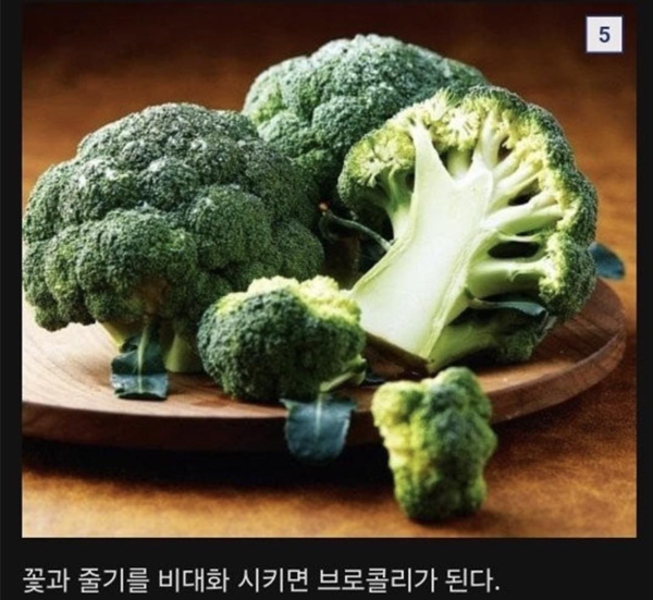 식물계의 명태로 불리우는 어느 식물