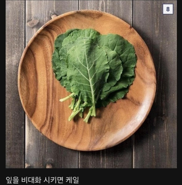 식물계의 명태로 불리우는 어느 식물