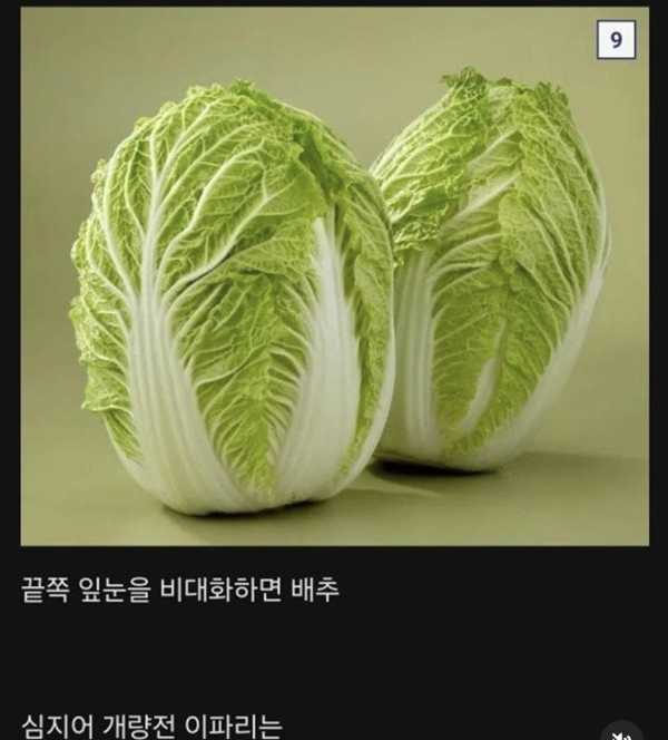 식물계의 명태로 불리우는 어느 식물