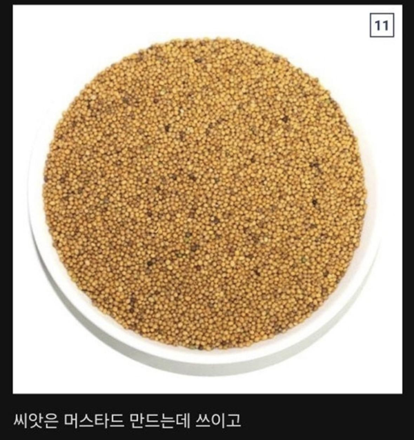 식물계의 명태로 불리우는 어느 식물