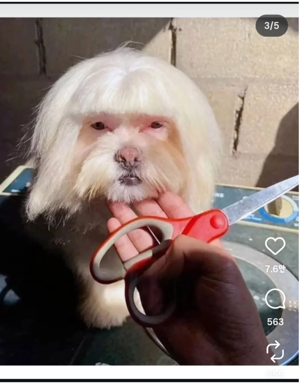 강아지 셀프 미용 대 참사