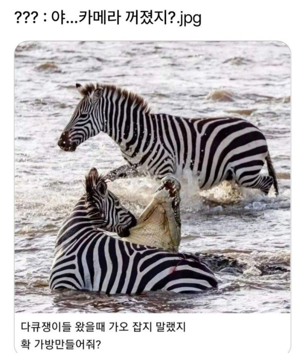 악어 기강잡는 동물