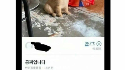 당근에 올라온 강아지 공짜