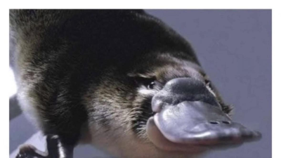 신이 졸다가 잘못만든 포유류