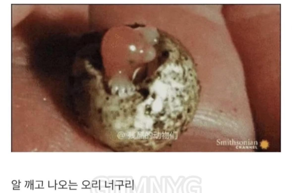 신이 졸다가 잘못만든 포유류