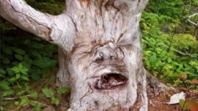 어느 한 못생긴 나무