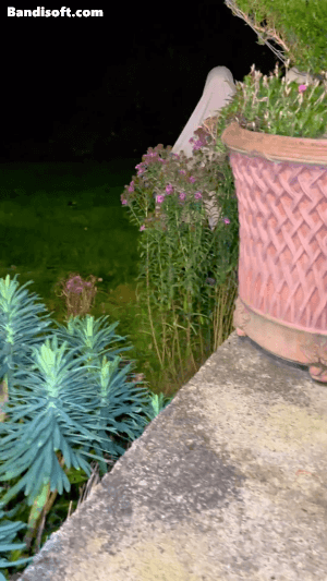 이번 할로윈때 출몰 한다는 유령