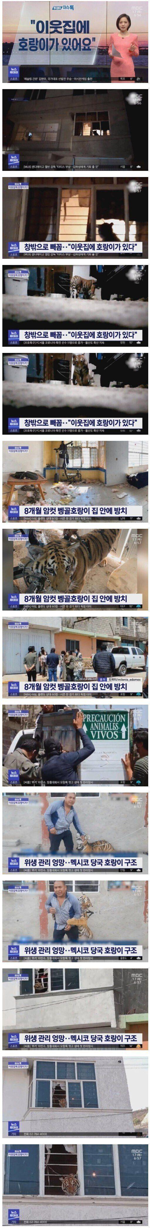 옆집에 호랑이가 있어요