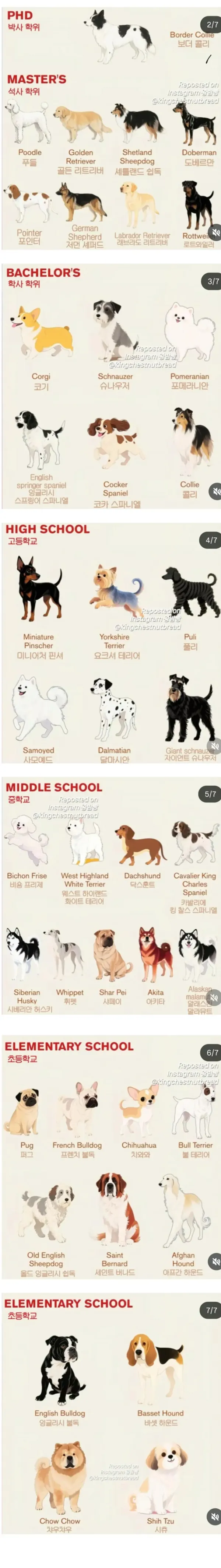 댕댕이별 지능 순위