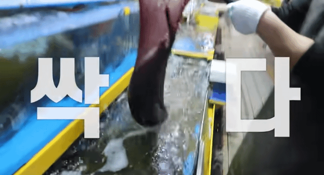 대방어 10KG 박살내는 쯔양