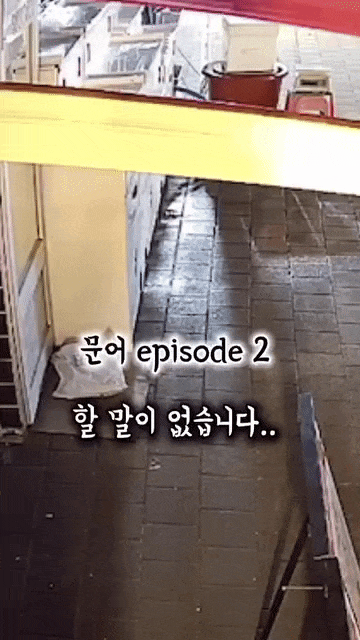 문어 도둑맞아서 화난 사장님