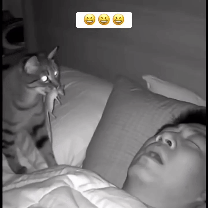 주인이 배고파 보였던 고양이