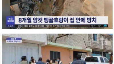 옆집에 호랑이가 있어요