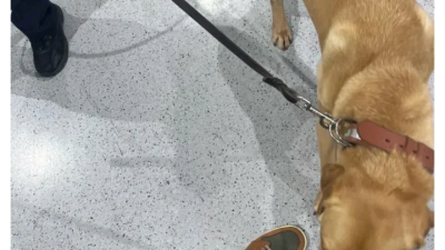 마약견 훈련에 협조하면 받는 굿즈