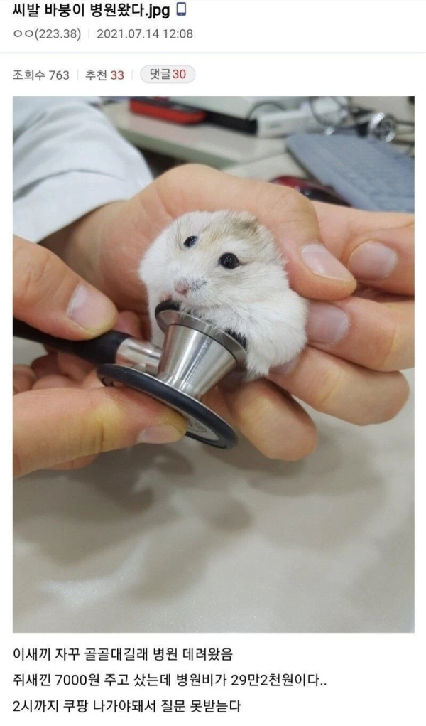 햄스터 병원비를 본 네티즌들 반응 모음