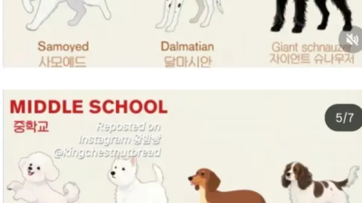 댕댕이별 지능 순위