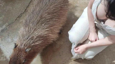 카피바라 실물 크기 체감