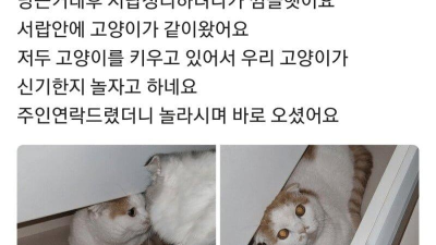 당근마켓 사은품