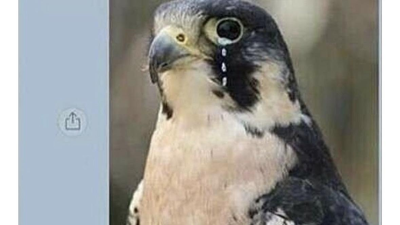 매가 불닭볶음면을 먹으면?