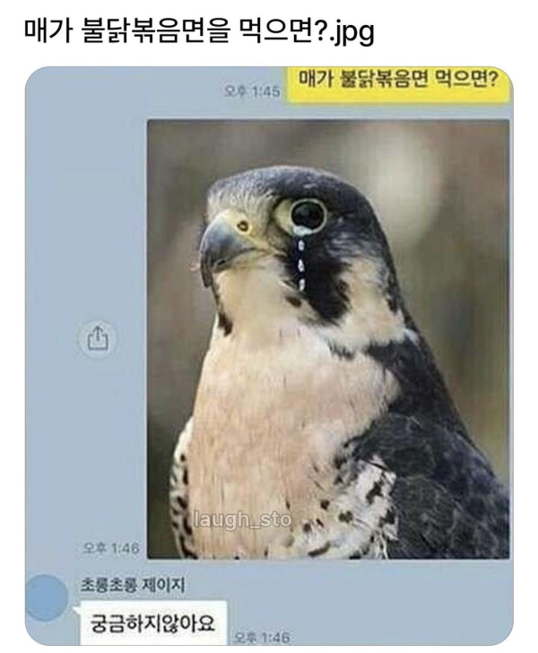 매가 불닭볶음면을 먹으면?