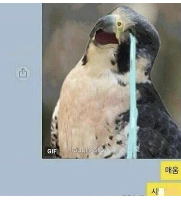 매가 불닭볶음면을 먹으면?