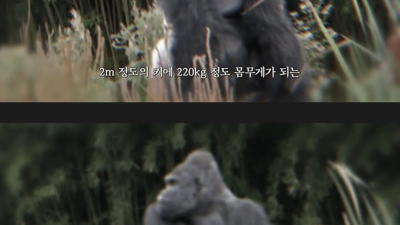 상상 스파링하는 추성훈