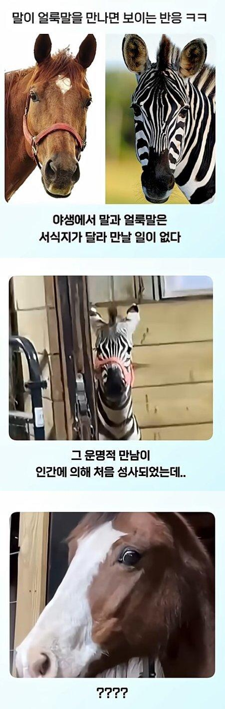 말이 얼룩말을 만나면 보이는 반응