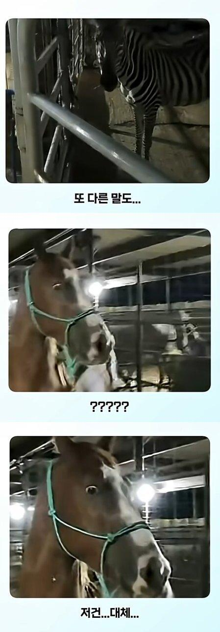 말이 얼룩말을 만나면 보이는 반응