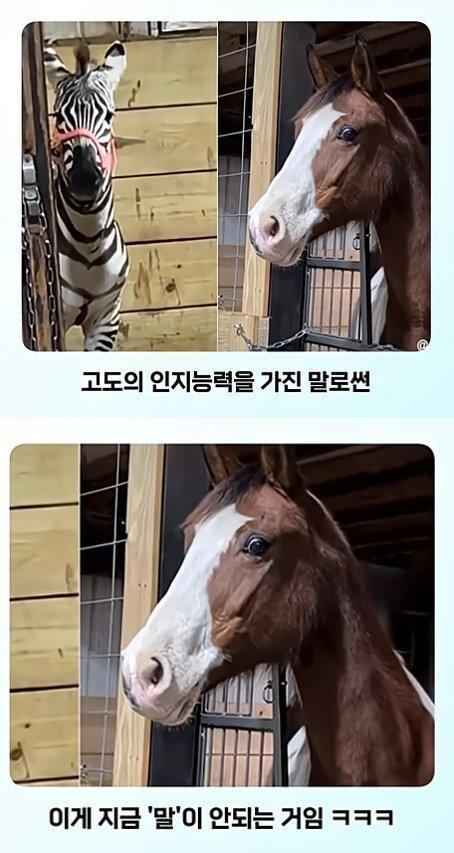 말이 얼룩말을 만나면 보이는 반응