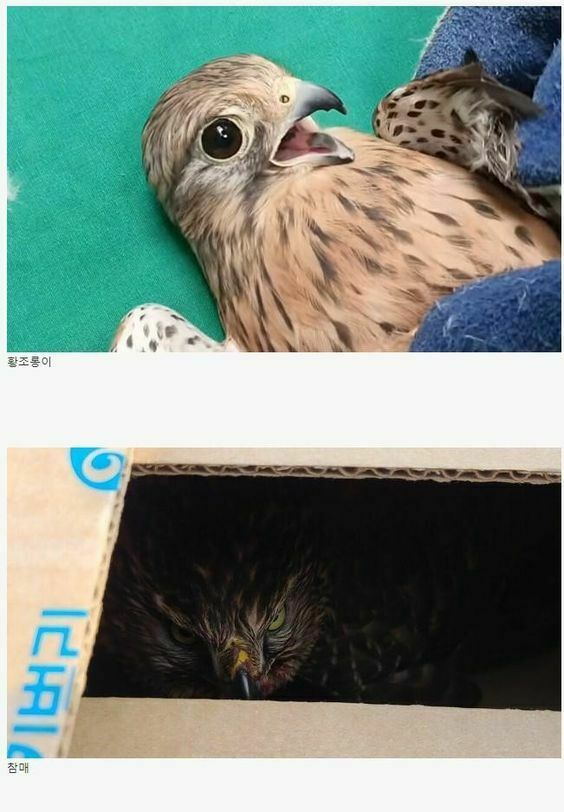 황조롱이와 참매의 차이