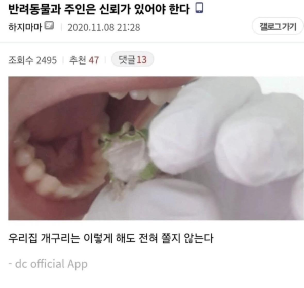 반려동물과 주인은 신뢰가 있어야 하는 이유