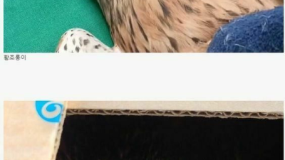 황조롱이와 참매의 차이