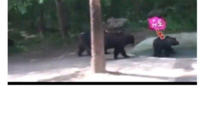 사파리에서 암컷곰이 자꾸 다친 이유
