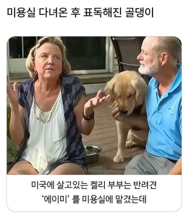 미용실 다녀온 후 표독해진 골댕이