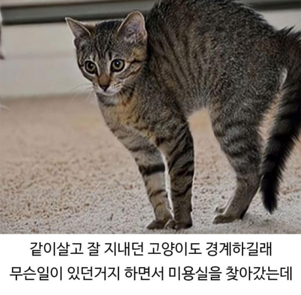 미용실 다녀온 후 표독해진 골댕이