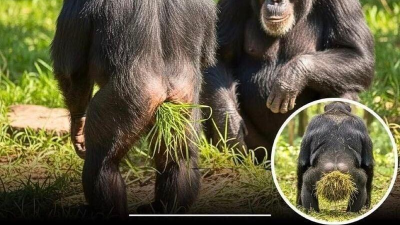 침팬치 패션 트랜드