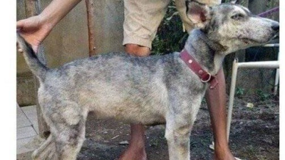 버려진 허스키를 주워 키운 남자