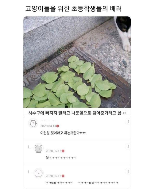 고양이를 위한 초등학생들의 배려