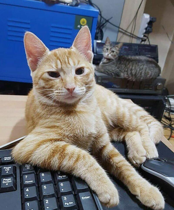 키보드에 안전핀 꼽은 이유