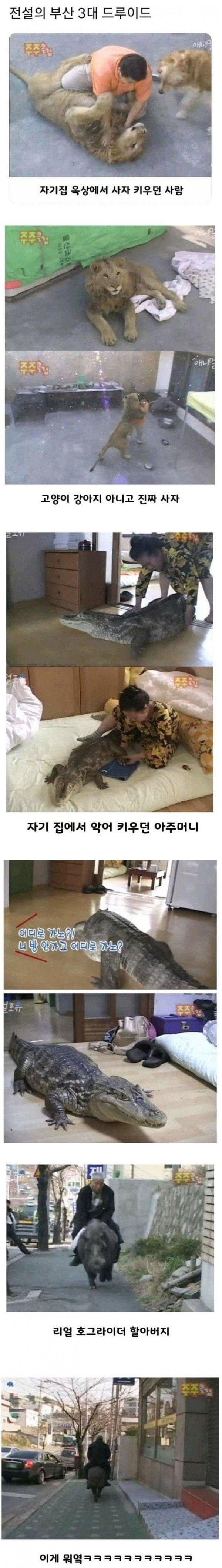 전설의 부산 3대 드루이드