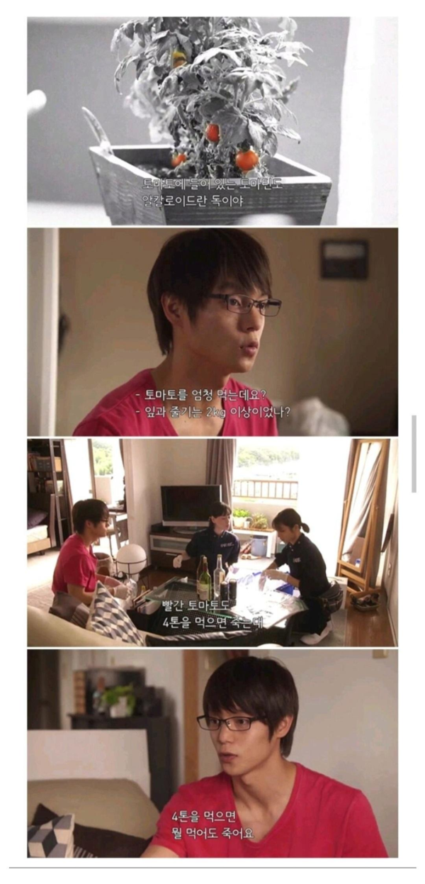 토마토가 맹독성 음식인 이유