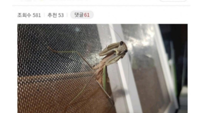 사마귀 앞다리에 의수 달아준 유튜버