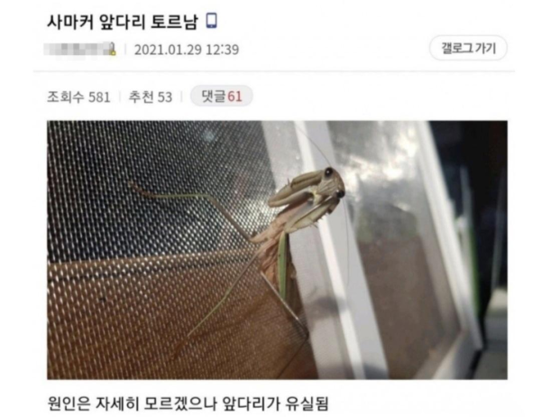 사마귀 앞다리에 의수 달아준 유튜버