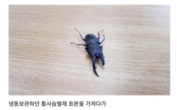 사마귀 앞다리에 의수 달아준 유튜버